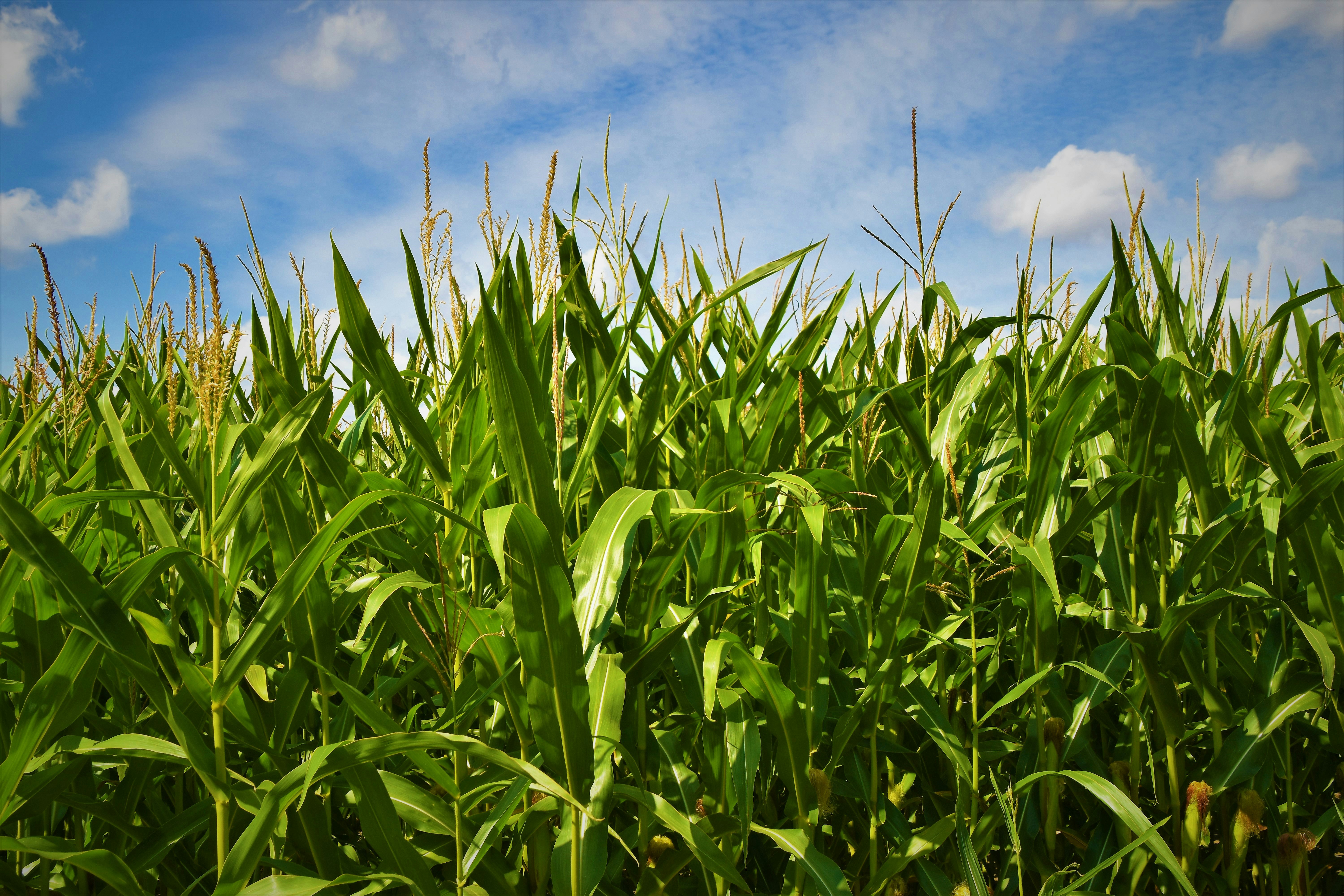 Maize