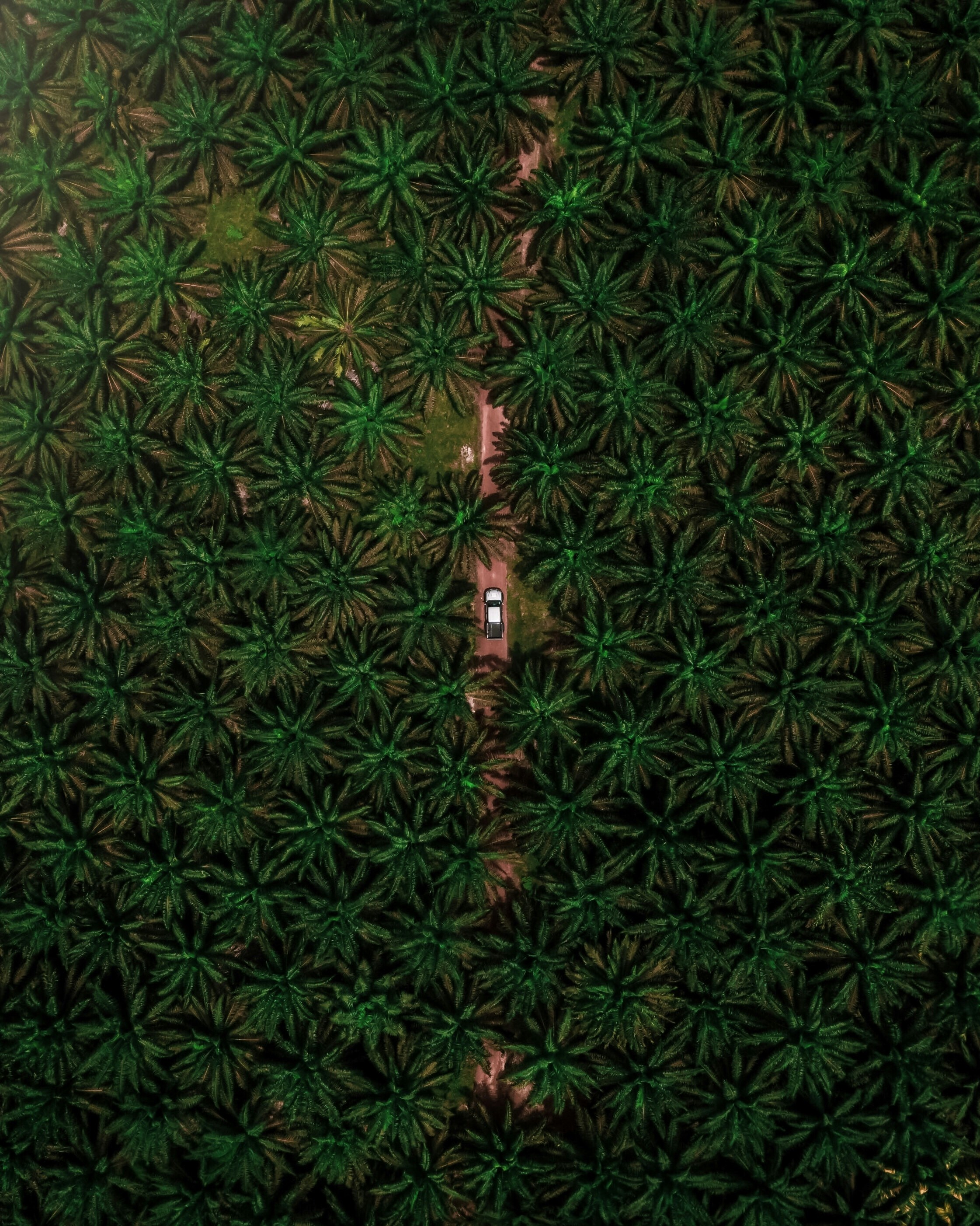 Oil Palm
